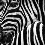 A picture of a zebra to illustrate how learning SEO is an adaptation for therapists new to owning a small business. Simplified SEO Consulting.