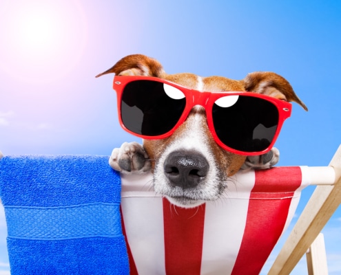 dog in sunglasses sunbathing representing the summer slowdown many clinicians experience. Learn how to improve your SEO and get to the top of Google with these tips