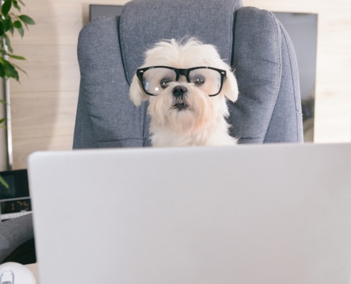 Cute dog in glasses sitting behind a laptop representing blogging for SEO. Learn more form an SEO specialist at Simplified SEO Consulting.