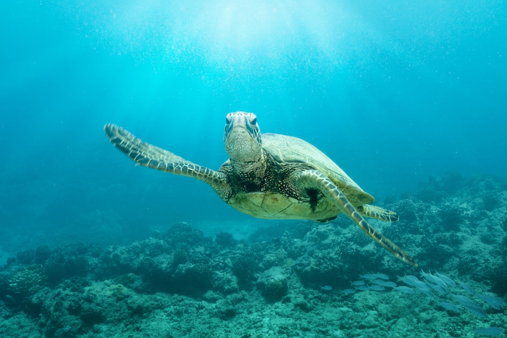Turtle Underwater. Join us for SEO Training in Hawaii!