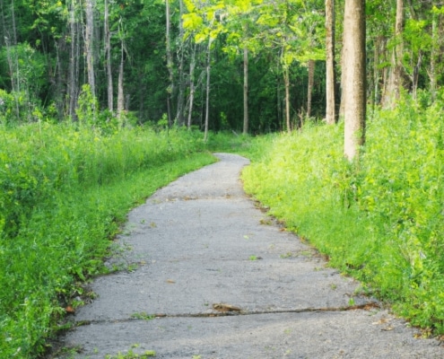 Photo from Dalle of a narrowing path leading into a forest representing a therapist narrowing their niche to go from being a generalist to being a specialized mental health professional.