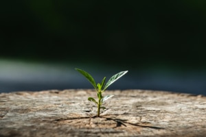 A green sprout growing out a wooden stump representing how SEO can help grow your practice! Learn how to build your online presence with SEO techniques. Call today.