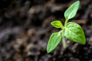 A green plant sprouting out of soil. Social media marketing for functional medicine doctors is beneficial when paired with SEO. Learn more by exploring our blog!