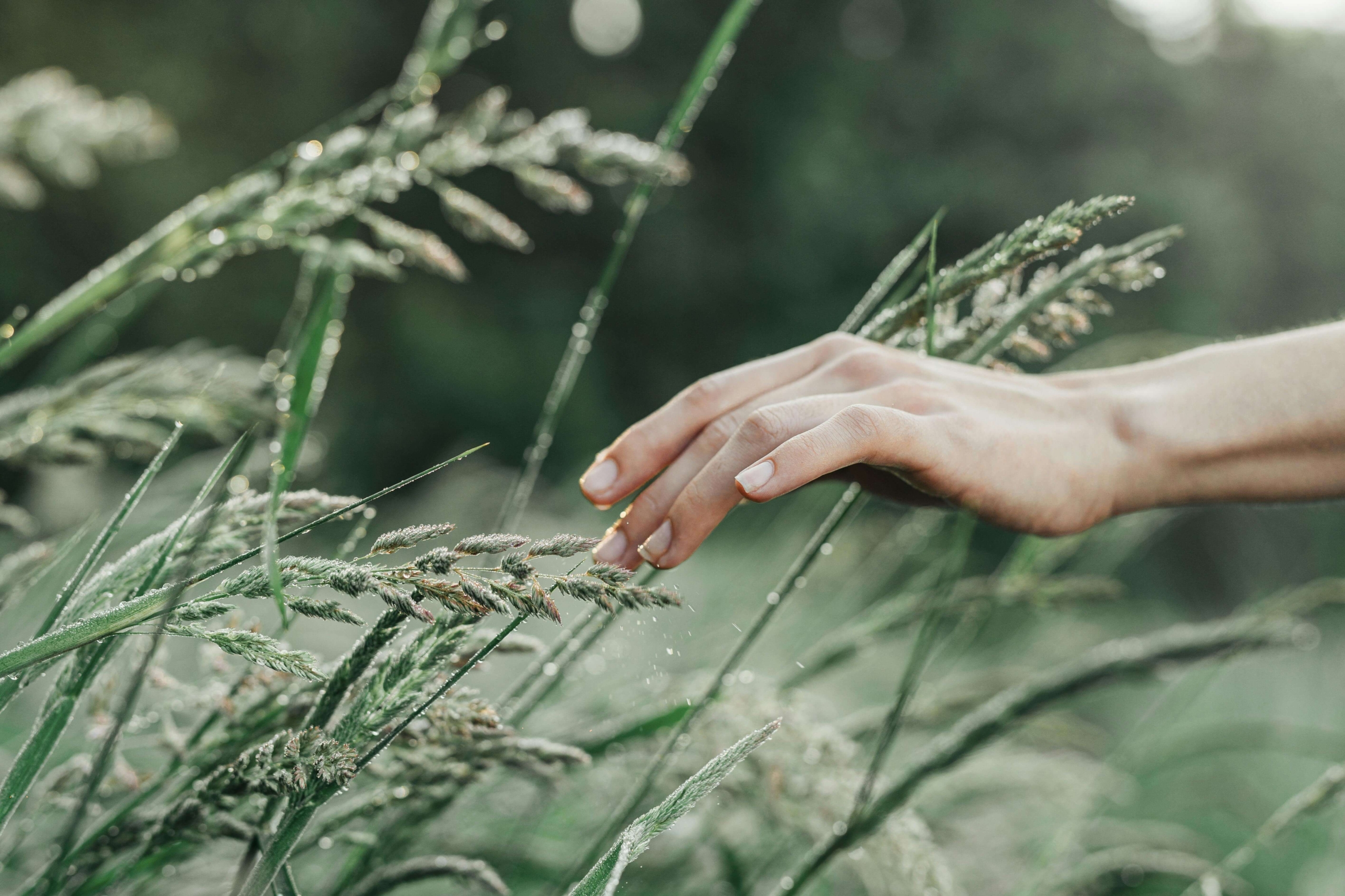 Hand gently touching tall grass in nature, representing holistic wellness practices supported by thoughtful alternative healing SEO.