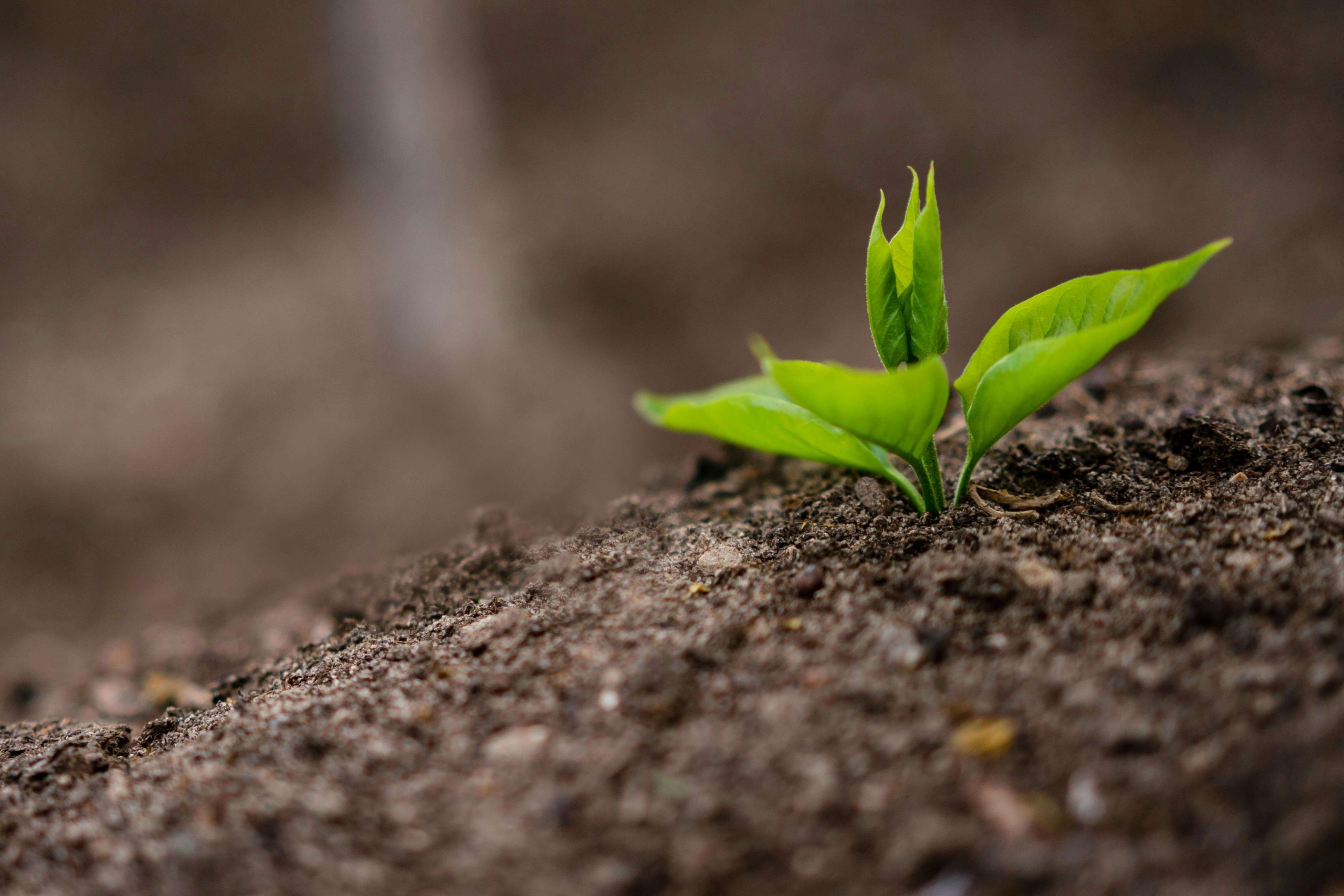 Green sprout emerging from soil, symbolizing business growth supported by SEO consulting services at Simplified SEO Consulting.