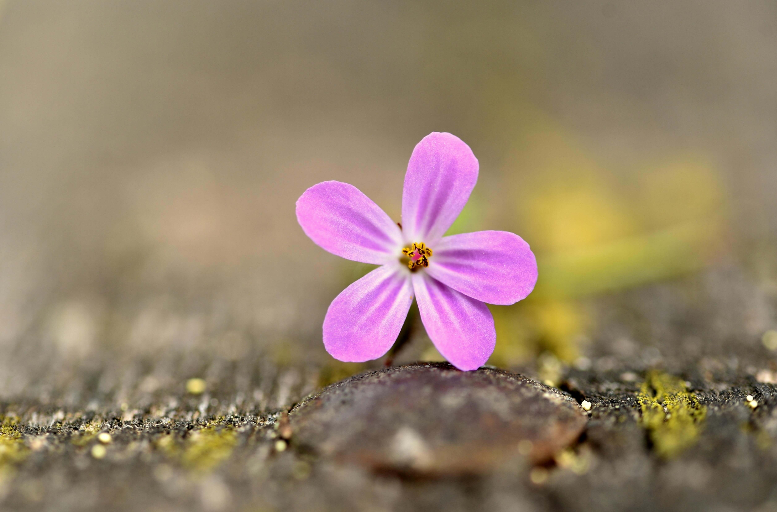 Bright pink flower standing out among its surroundings, symbolizing visibility and distinction achieved through SEO for online therapy services.